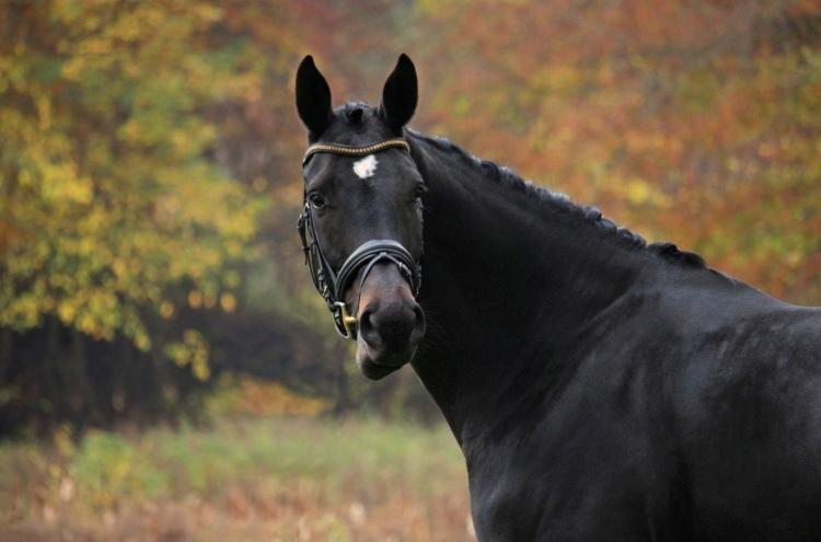Dansk Varmblod Højlunds Zara bella billede 8