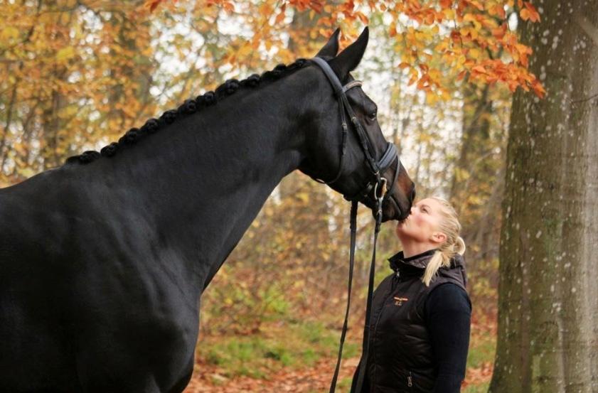 Dansk Varmblod Højlunds Zara bella billede 11