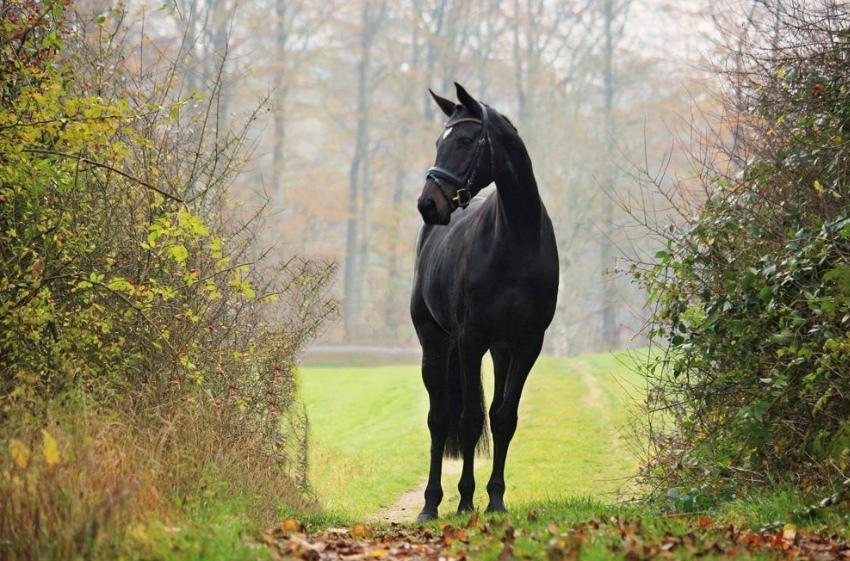 Dansk Varmblod Højlunds Zara bella billede 7
