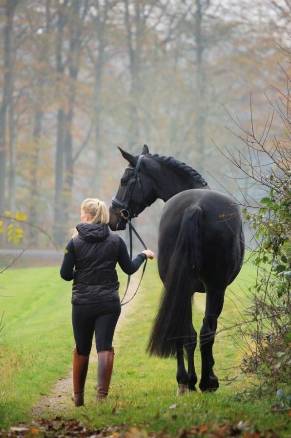 Dansk Varmblod Højlunds Zara bella billede 13