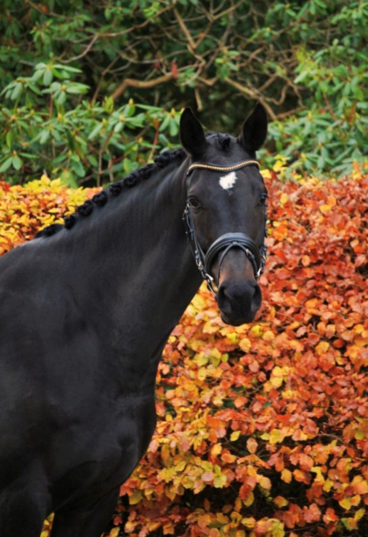 Dansk Varmblod Højlunds Zara bella billede 14