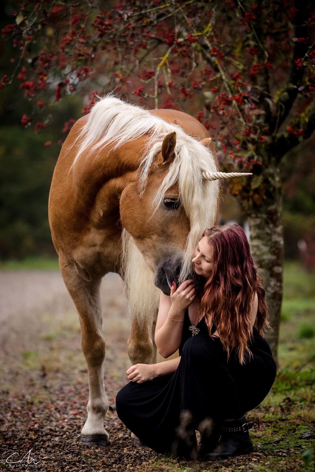 Haflinger Haflingegaarden Stingray ~ Ray ~ billede 2