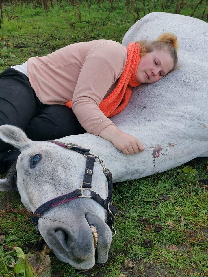 Dansk Varmblod (Miss Dulle) Mille billede 50