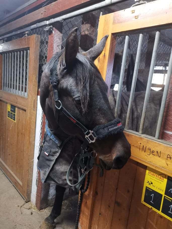 Anden særlig race Mokaia billede 1