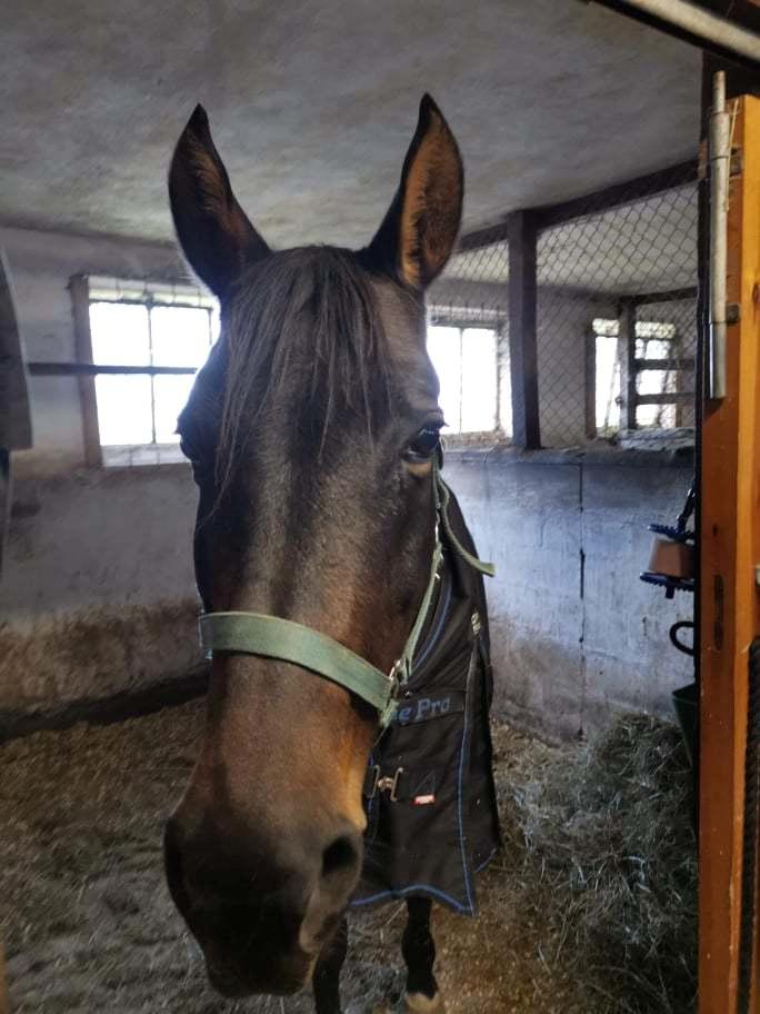 Anden særlig race Mokaia billede 2