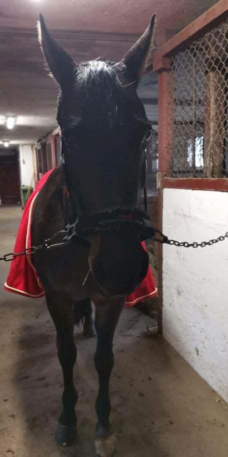 Anden særlig race Mokaia billede 8