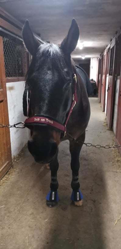 Anden særlig race Mokaia billede 7