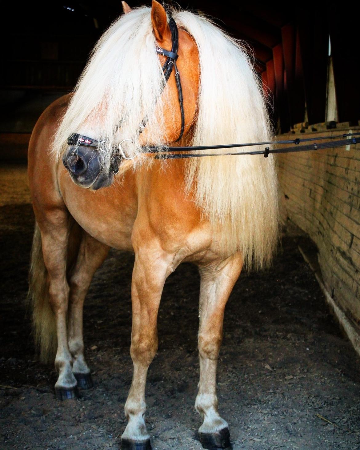 Haflinger Haflingegaarden Stingray ~ Ray ~ billede 8