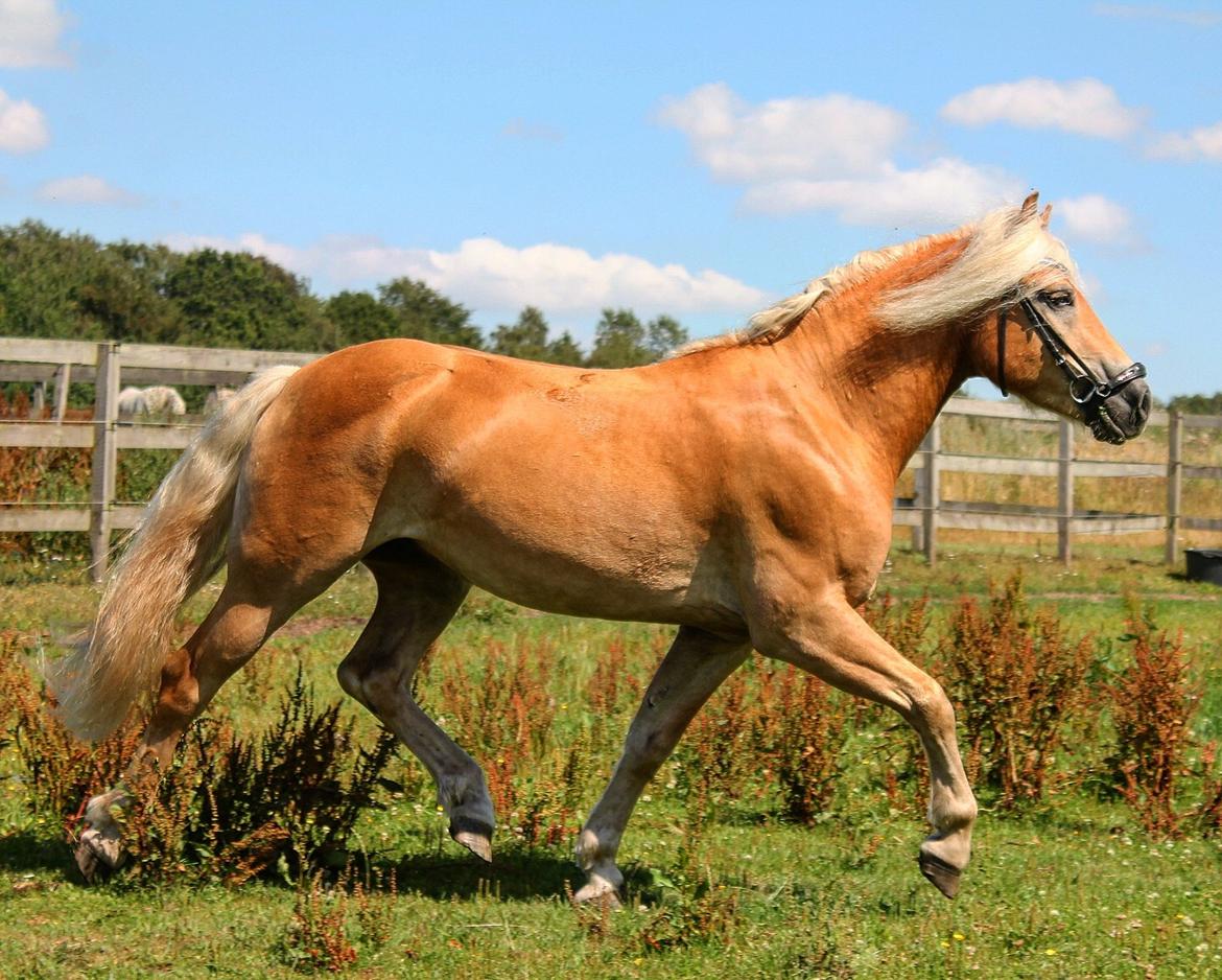 Haflinger Haflingegaarden Stingray ~ Ray ~ billede 9