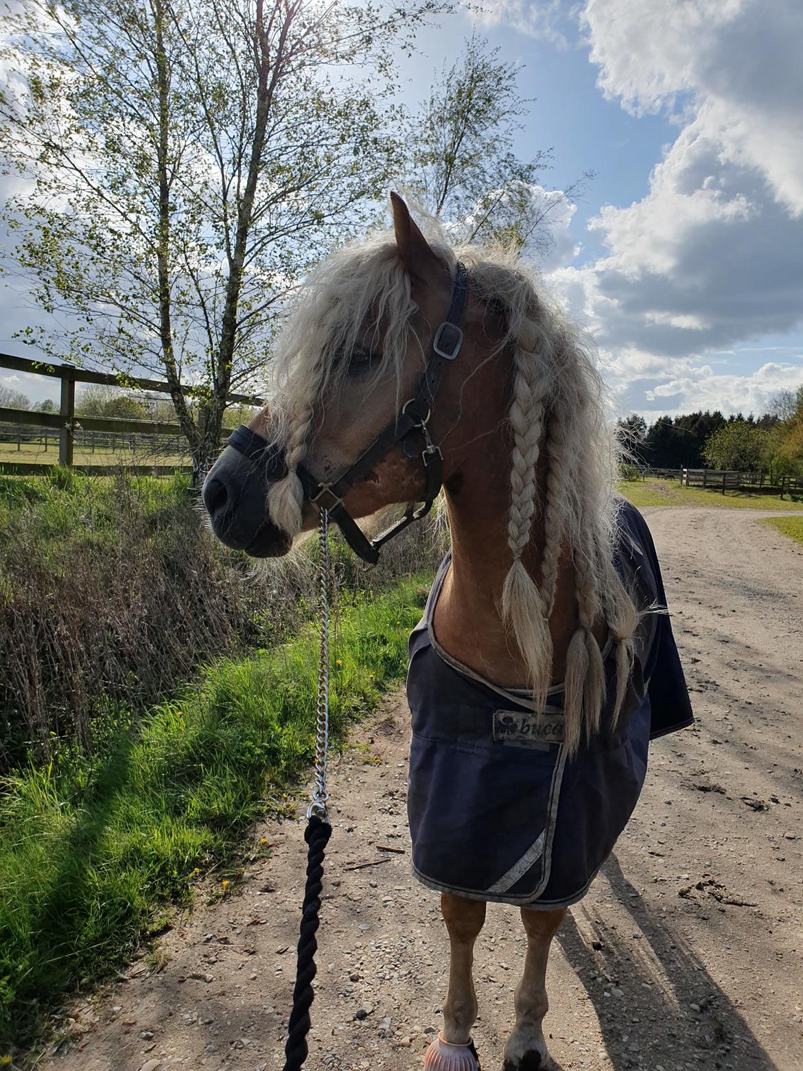 Haflinger Haflingegaarden Stingray ~ Ray ~ billede 11