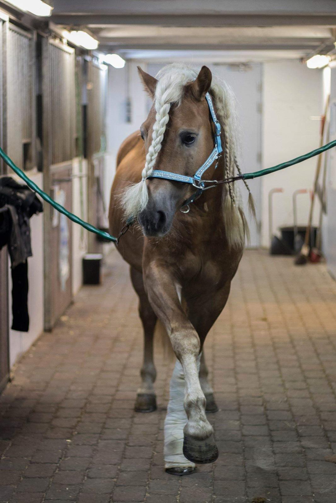 Haflinger Haflingegaarden Stingray ~ Ray ~ billede 12