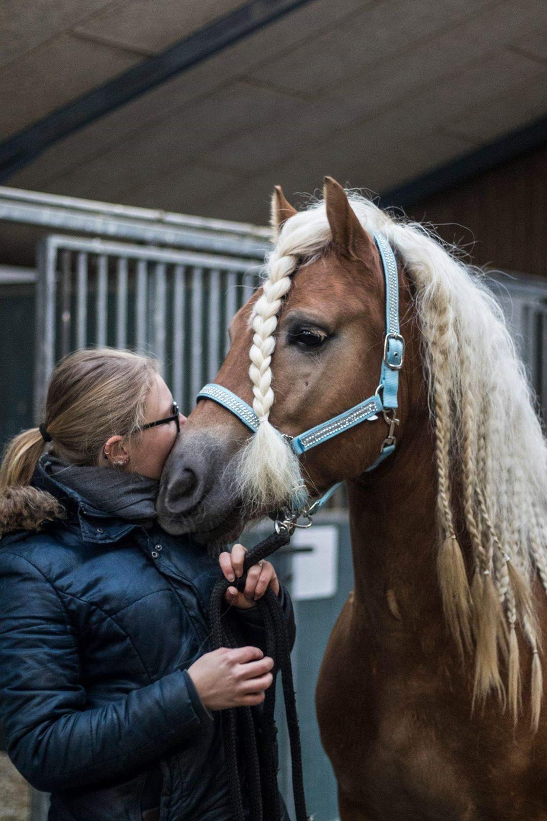 Haflinger Haflingegaarden Stingray ~ Ray ~ billede 13