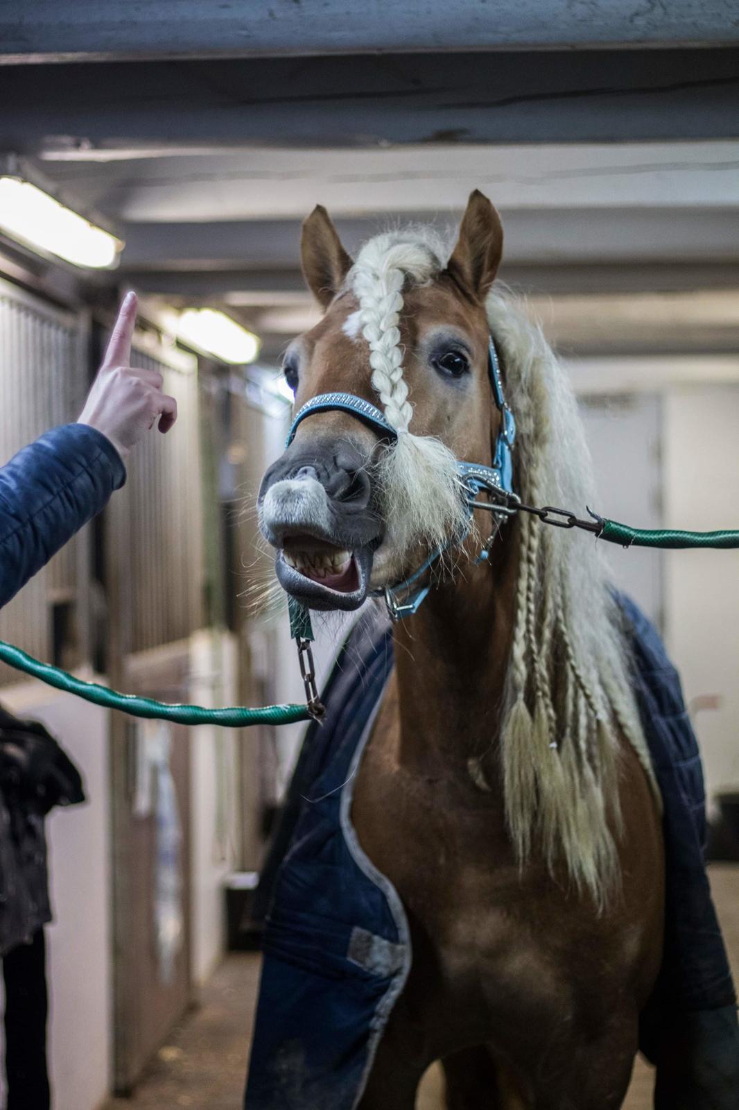 Haflinger Haflingegaarden Stingray ~ Ray ~ billede 14