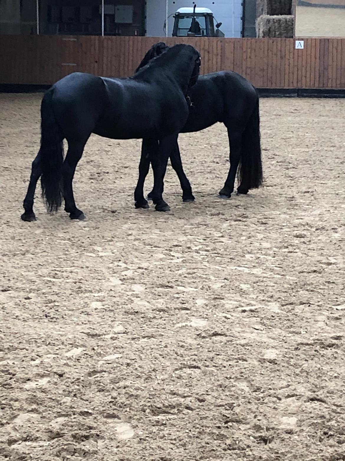 Frieser Anton fan stald barok - Mine drenge  billede 8