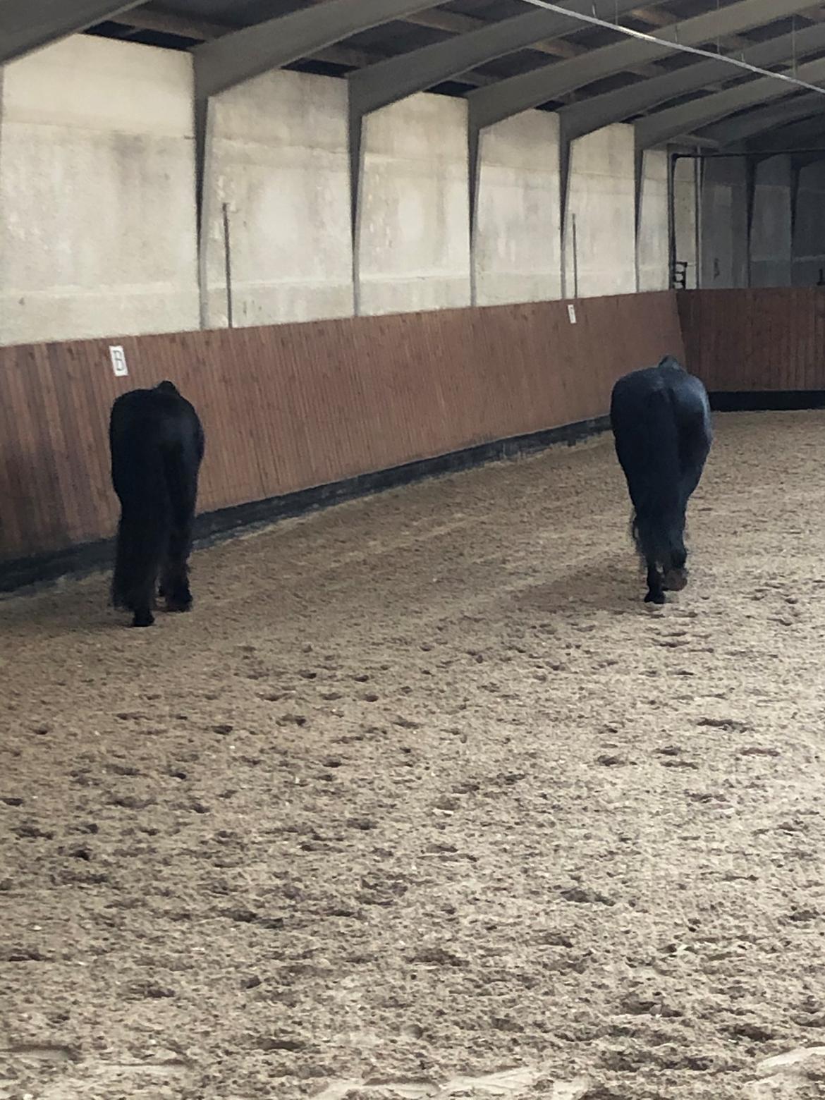 Frieser Anton fan stald barok - Gæt en friesernumse  billede 9