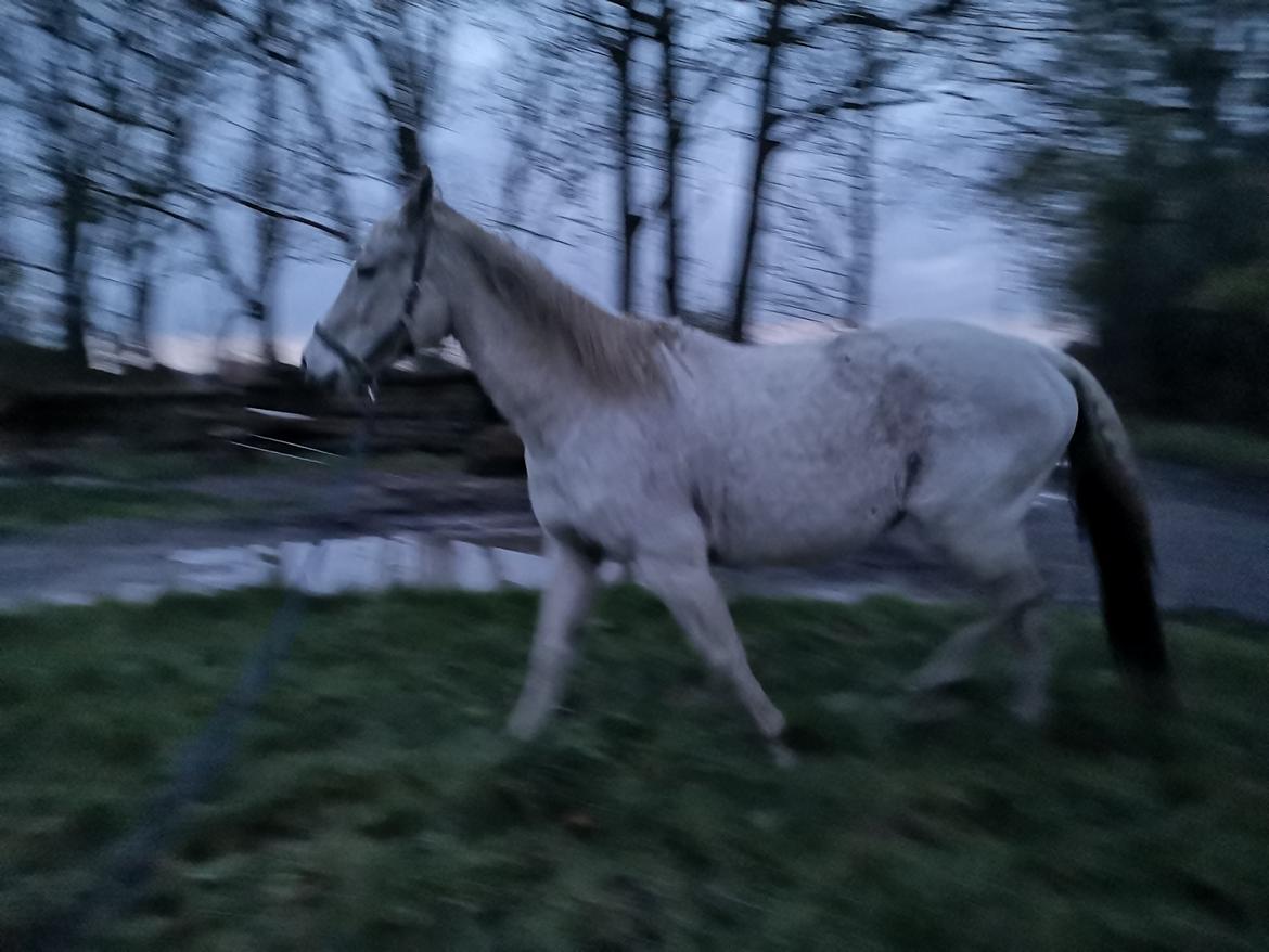 Trakehner I Bella billede 26