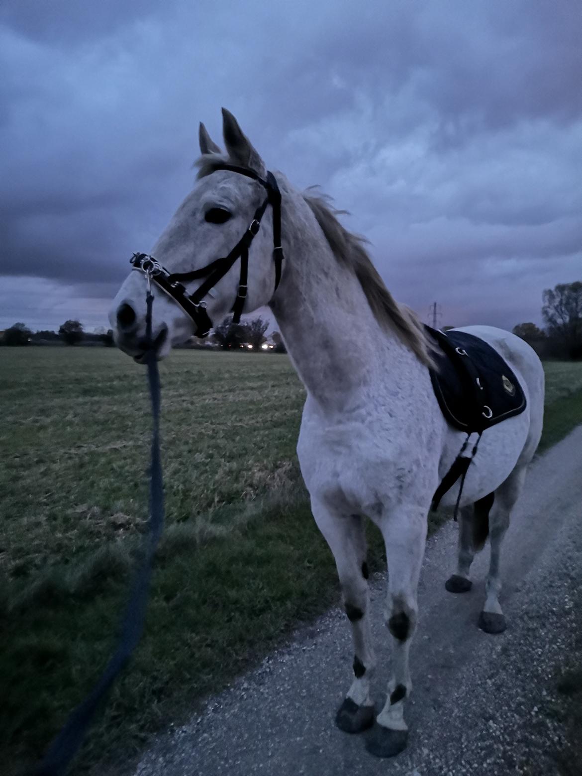 Trakehner I Bella billede 14