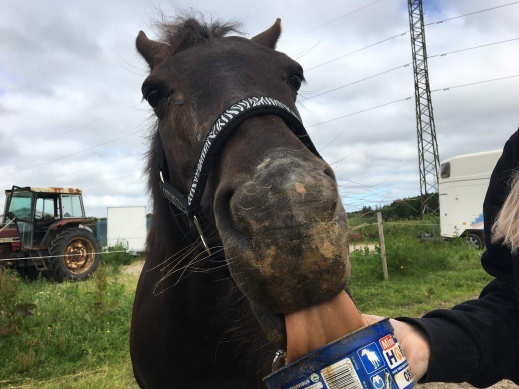 Anden særlig race Toscana billede 10