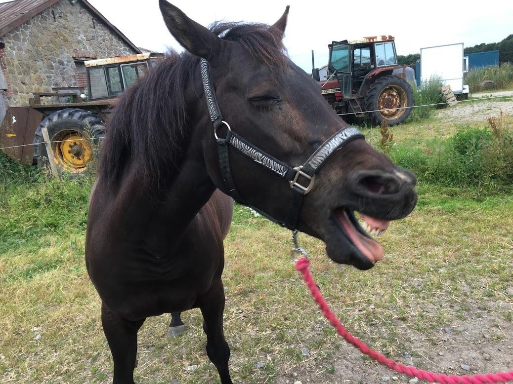 Anden særlig race Toscana billede 8