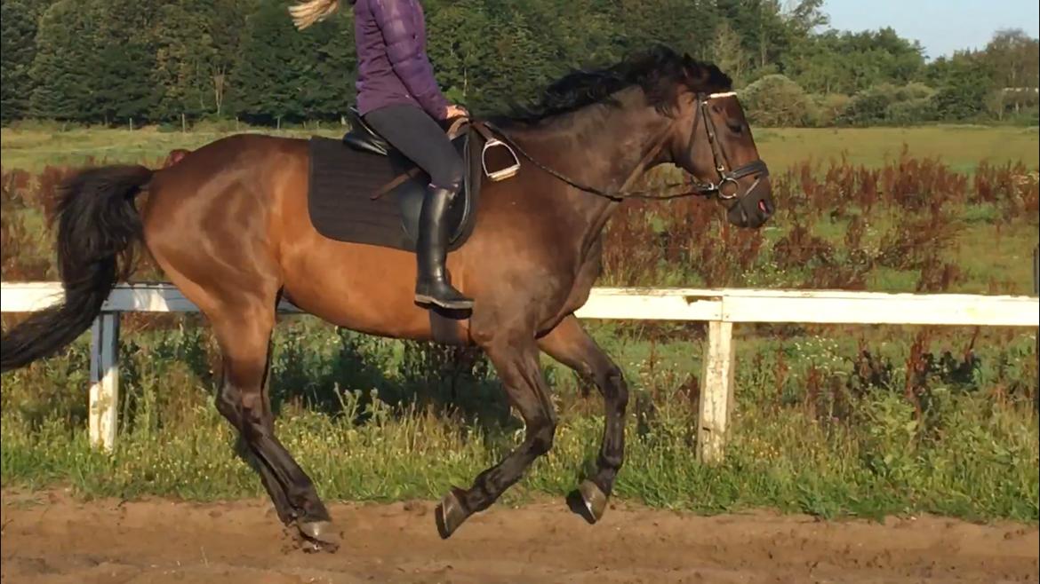 Trakehner Kompete billede 2