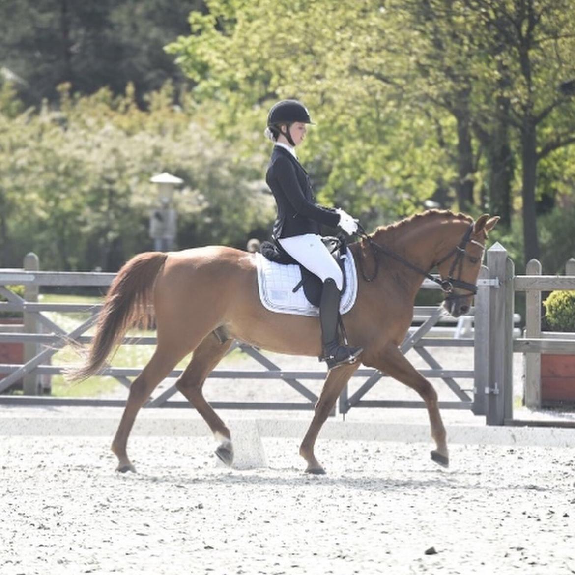 DSP Nørlunds el montana billede 7