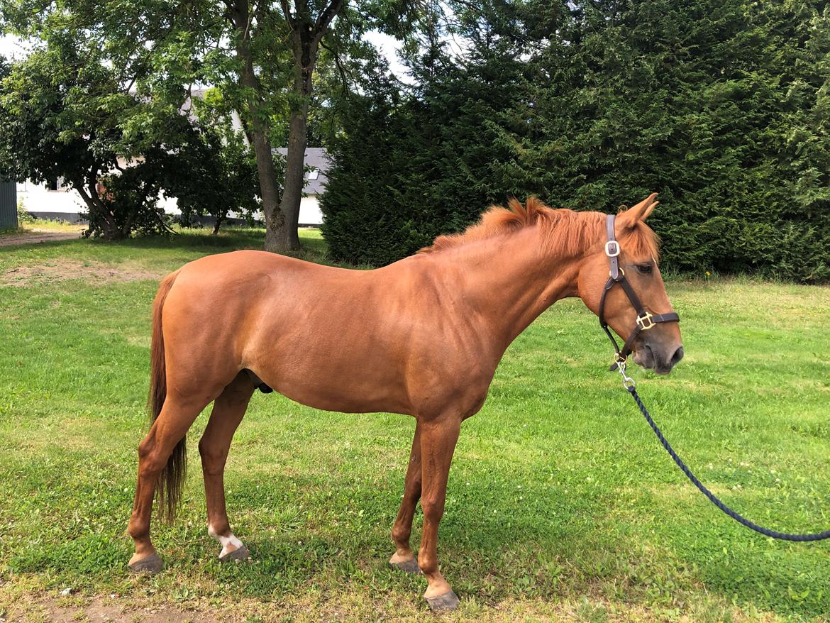 DSP Nørlunds el montana billede 11