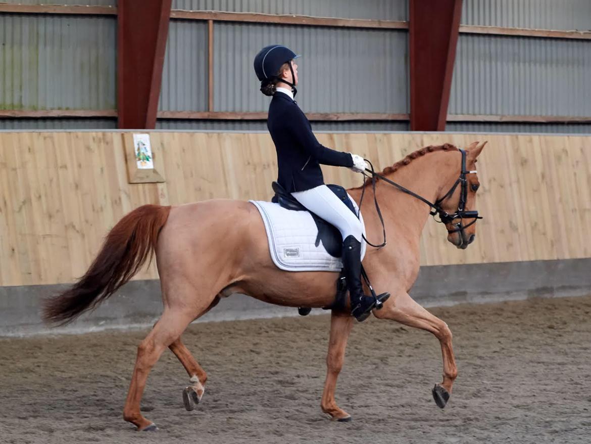 DSP Nørlunds el montana billede 13