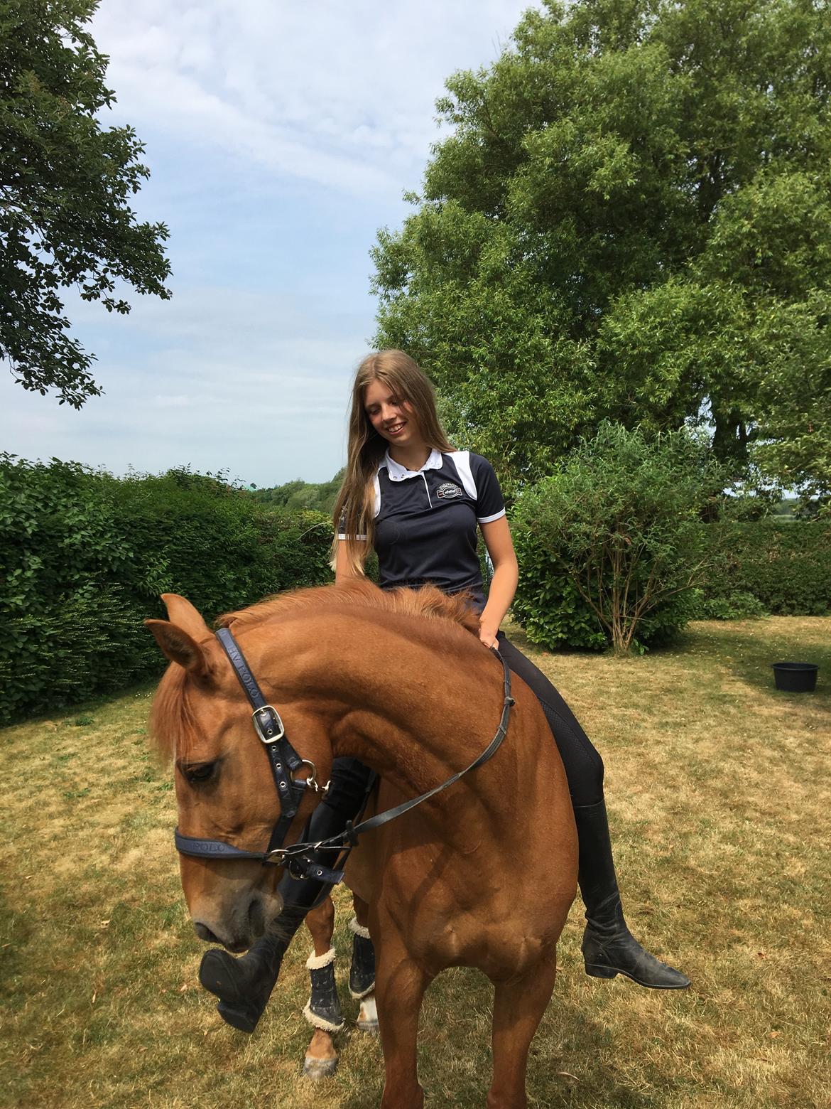 DSP Nørlunds el montana billede 16