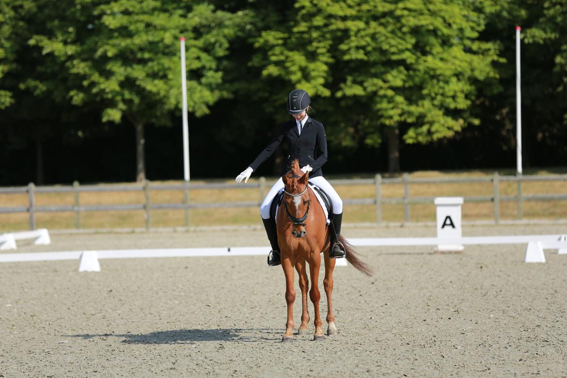 DSP Nørlunds el montana billede 19