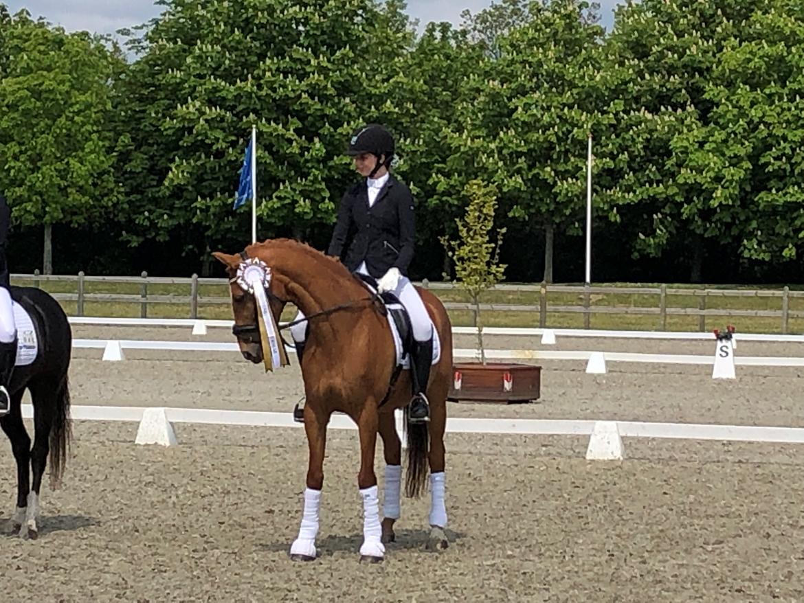 DSP Nørlunds el montana billede 8