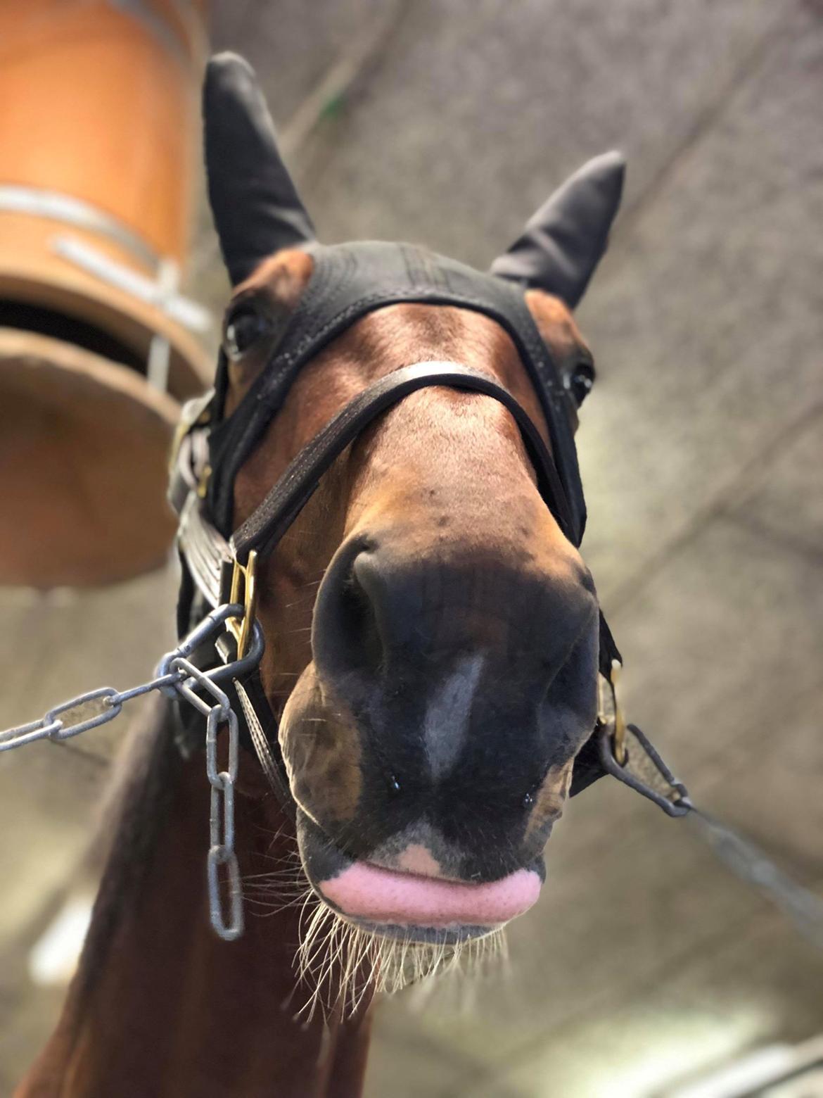 Traver Diago Vang billede 3