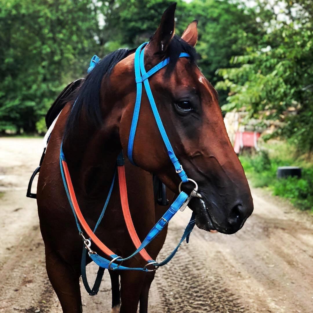 Traver Diago Vang billede 4