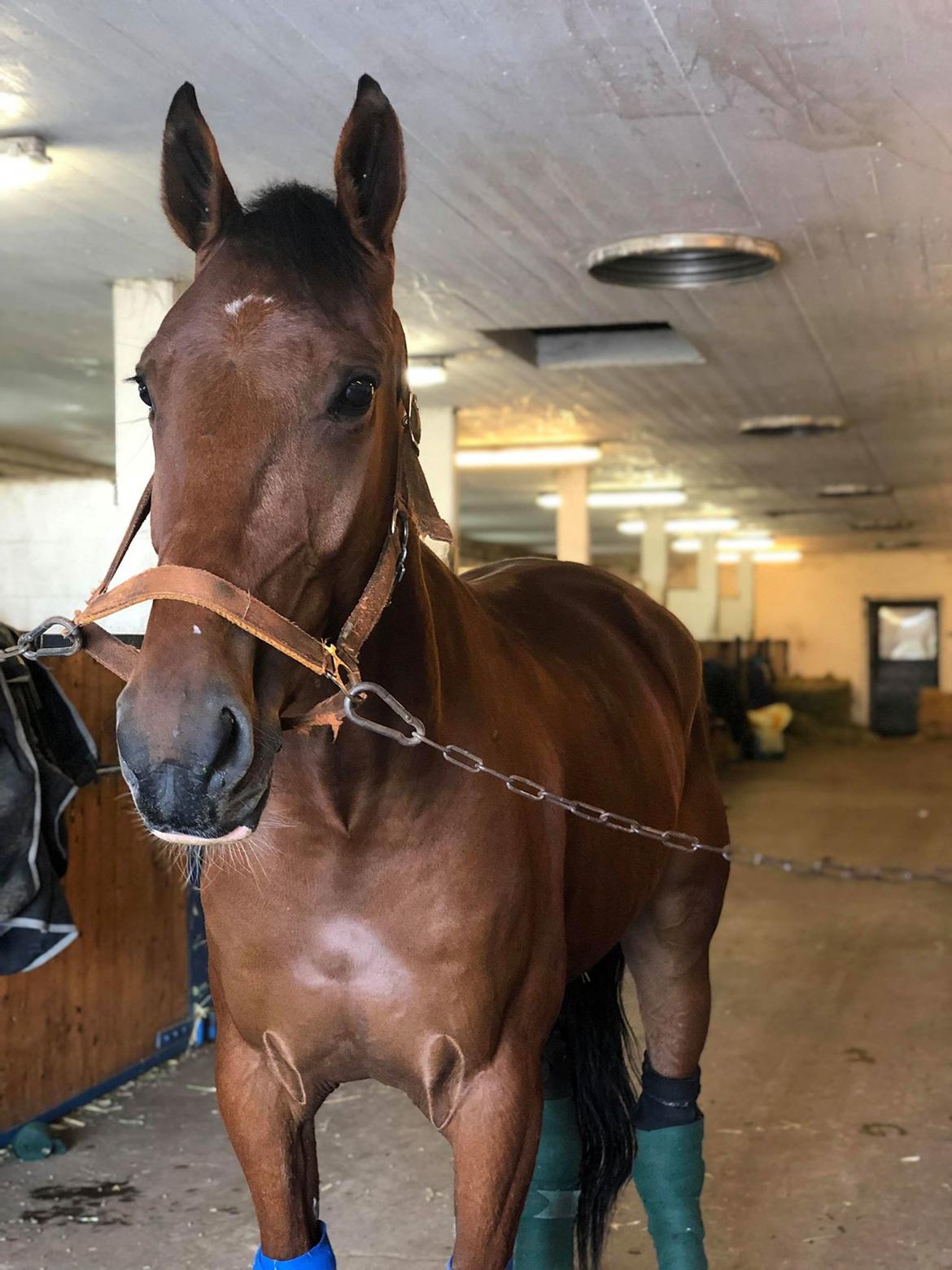 Traver Diago Vang billede 6