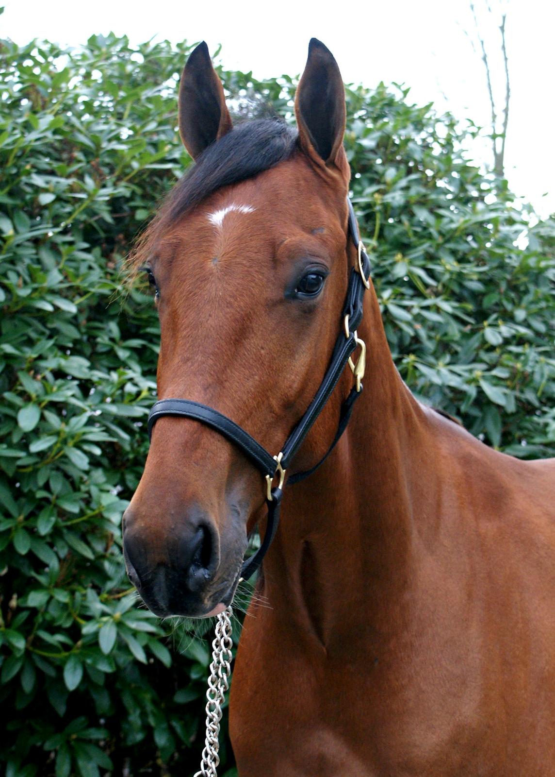 Traver Diago Vang - Diago 2 år billede 7