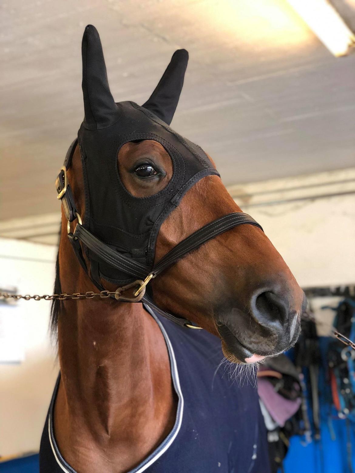 Traver Diago Vang billede 8