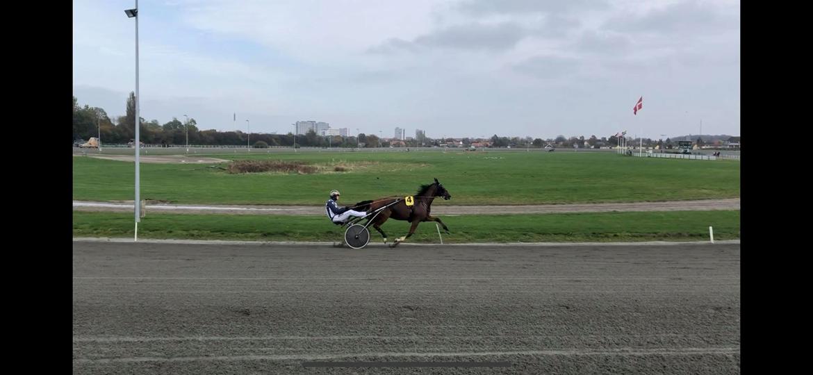 Traver Diago Vang billede 2