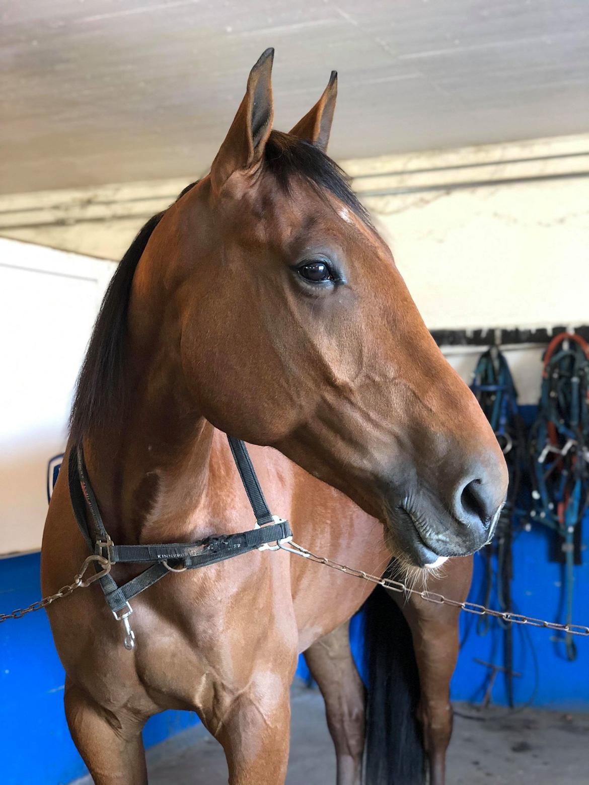 Traver Diago Vang billede 13