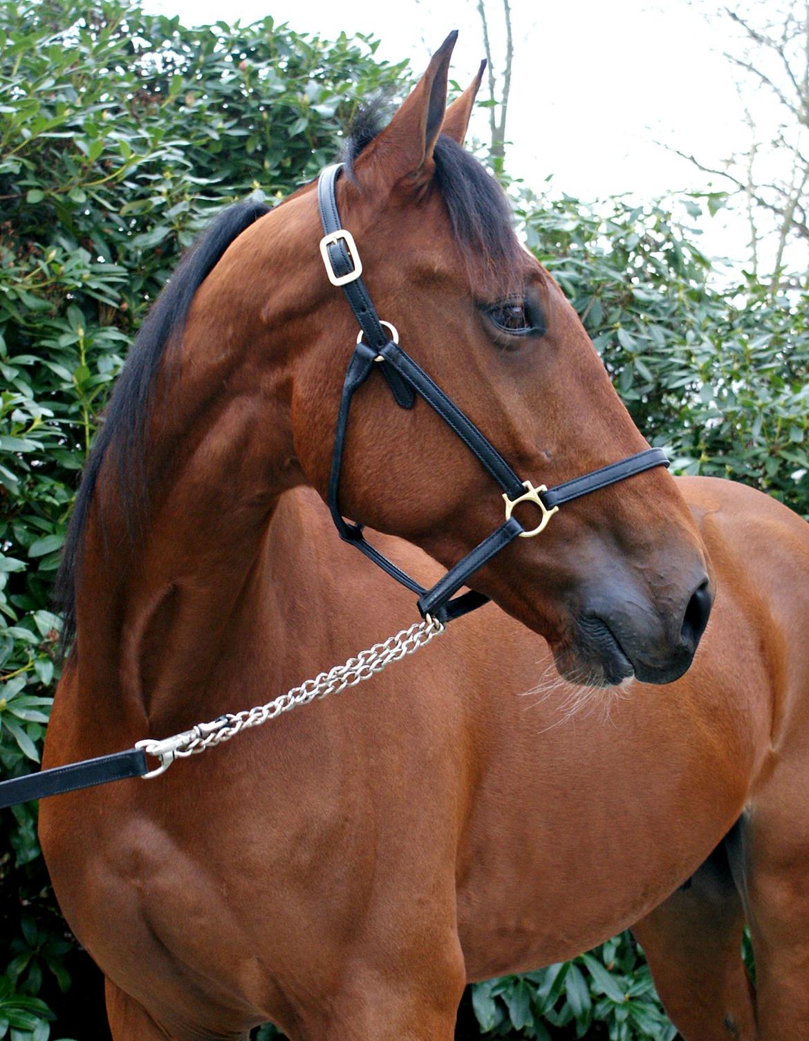 Traver Diago Vang - Diago 2 år billede 14