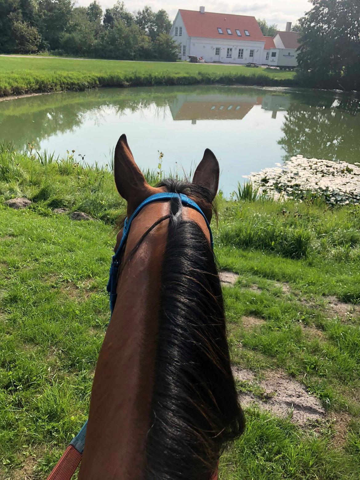 Traver Diago Vang billede 16