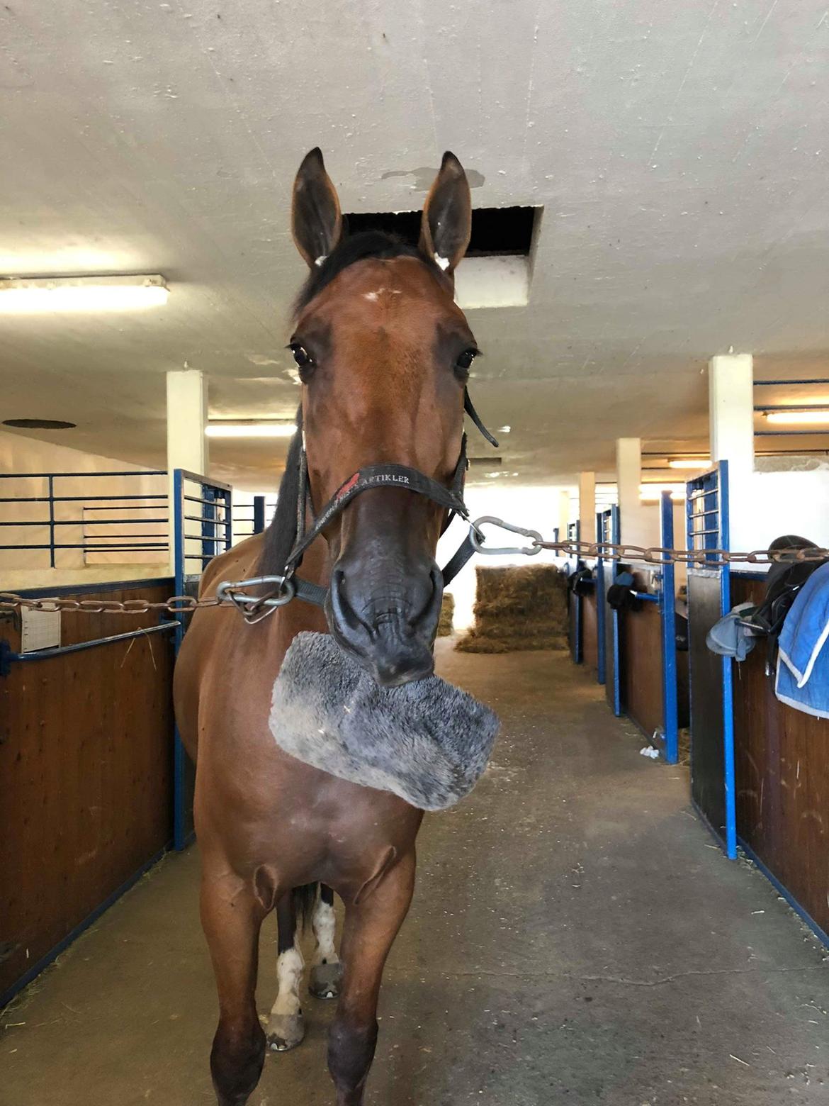 Traver Diago Vang billede 15