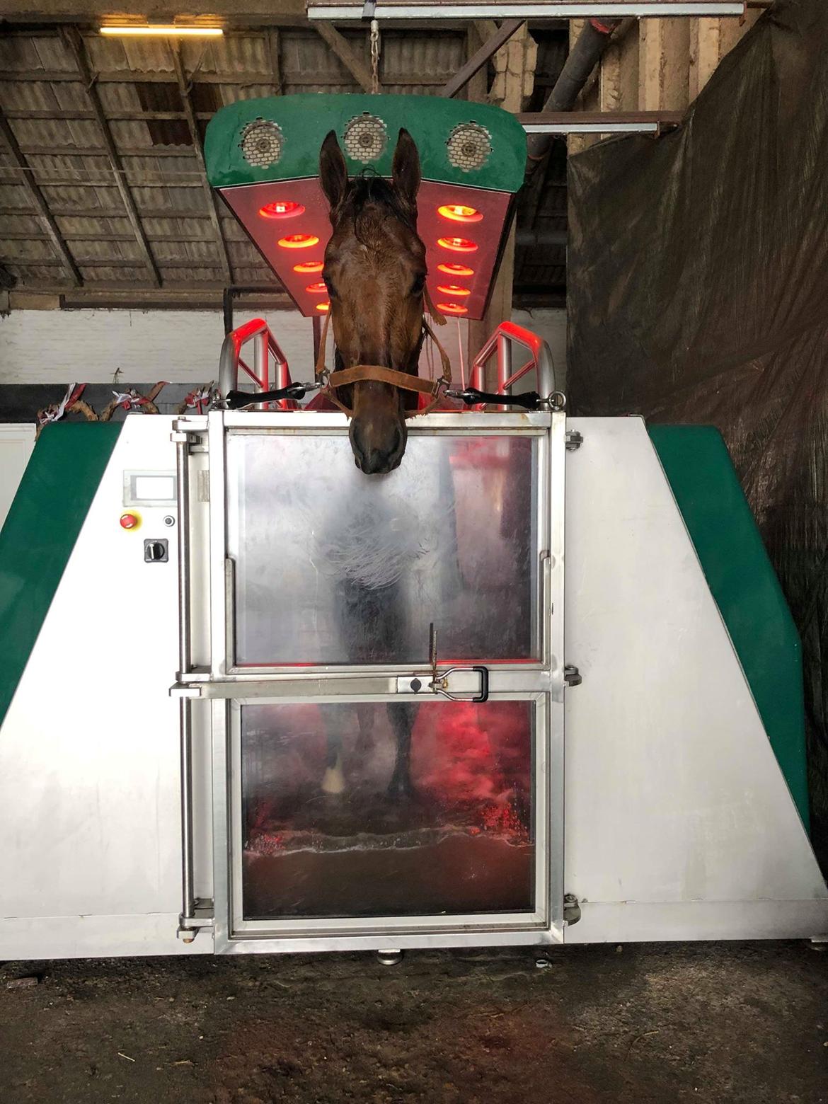 Traver Diago Vang billede 17