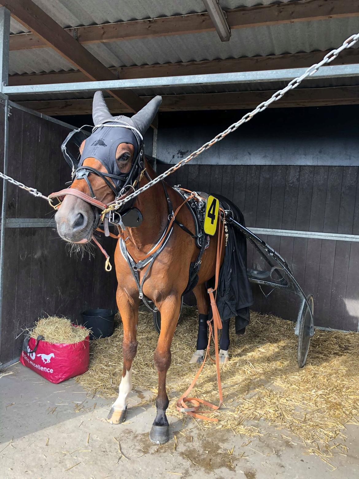 Traver Diago Vang billede 19