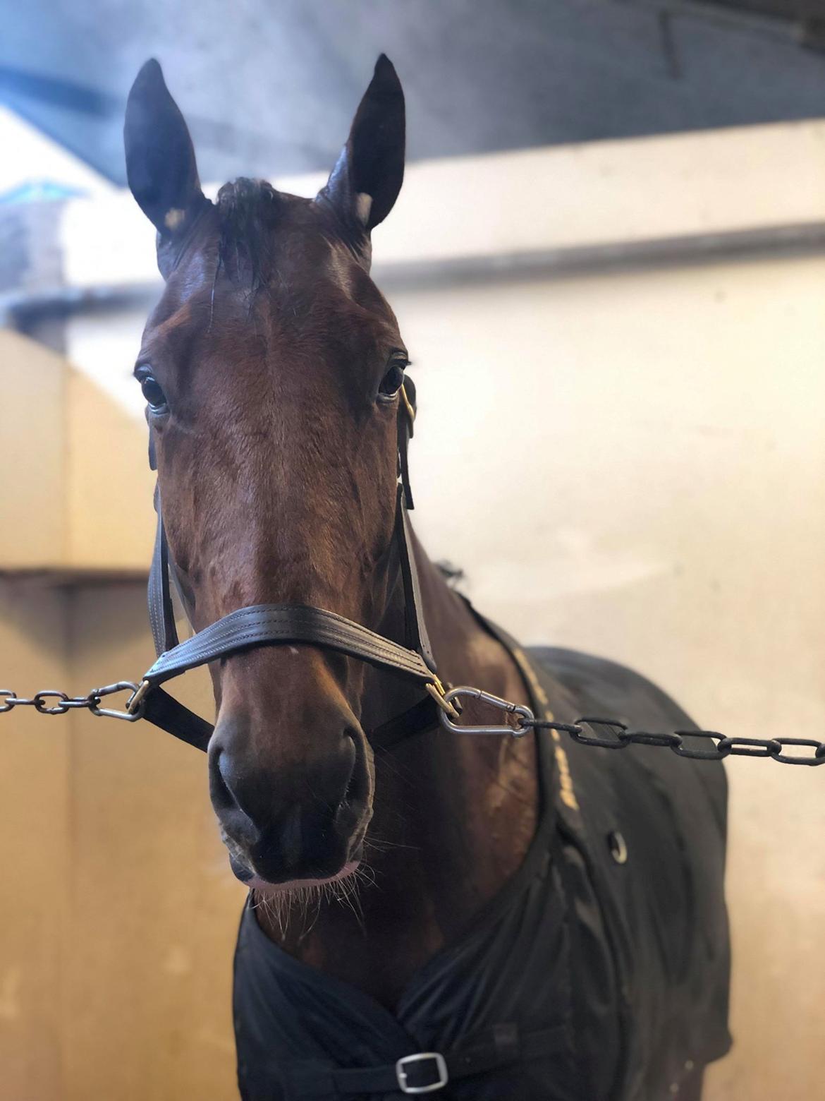 Traver Diago Vang billede 18