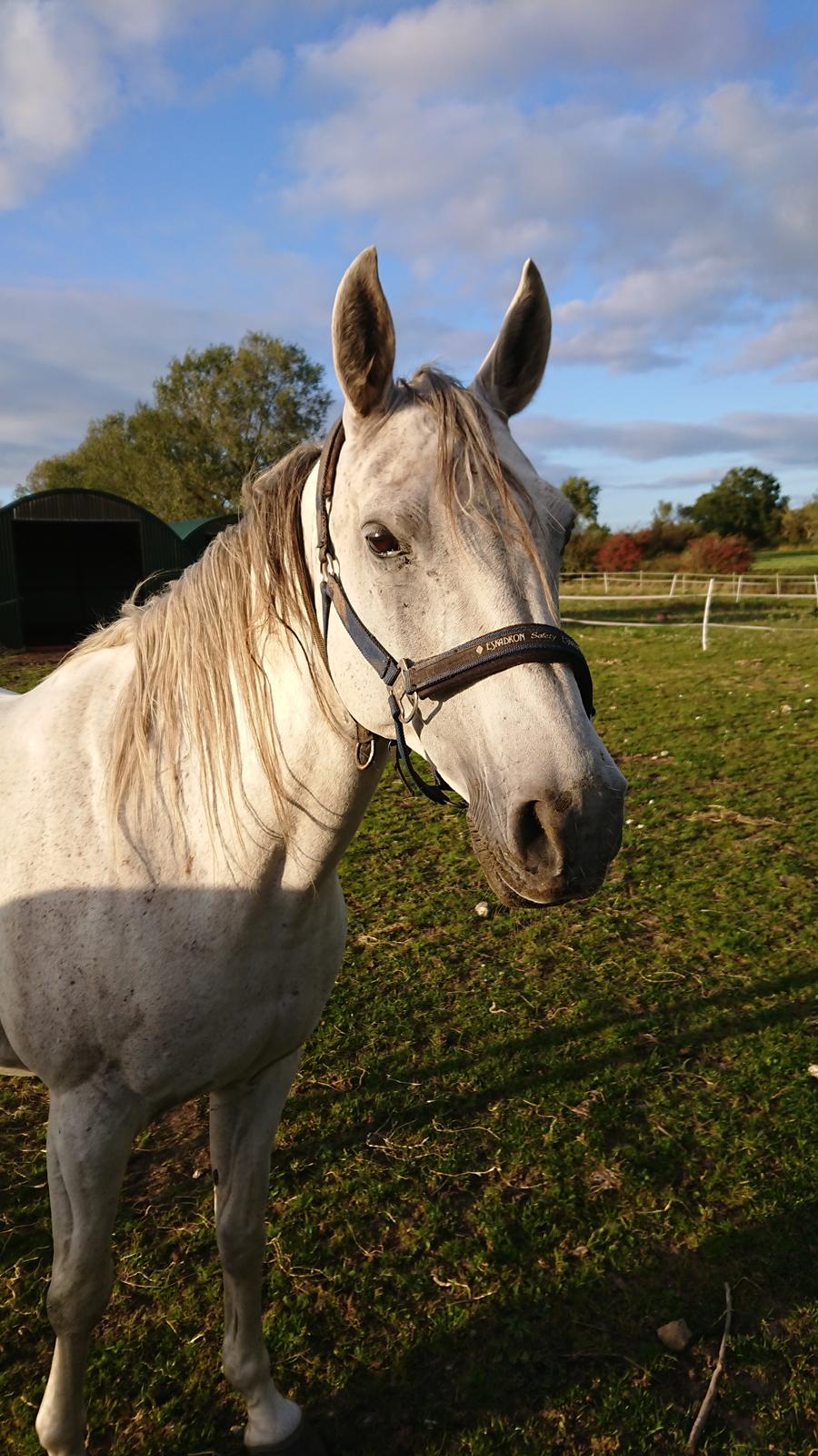 Trakehner H-buena wide circle billede 14