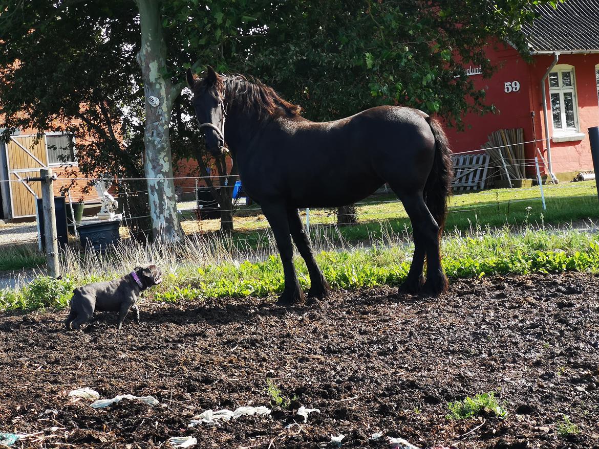 Frieser wijtske HD billede 1