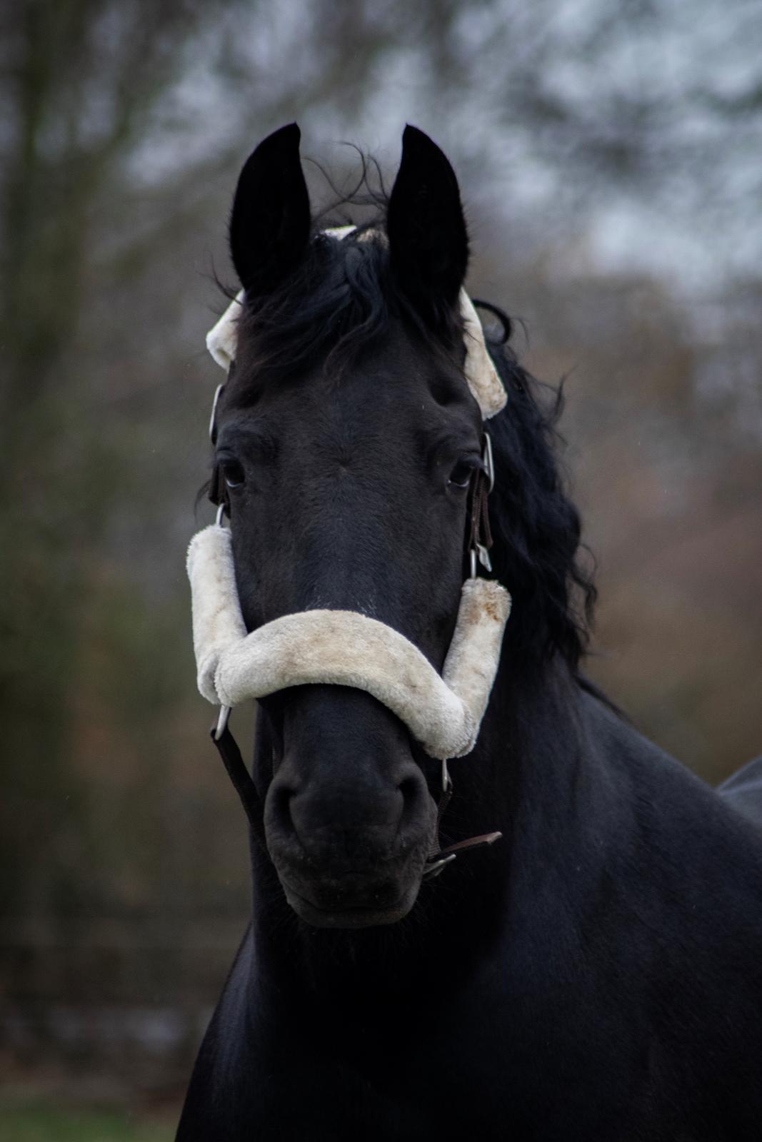 Frieser wijtske HD billede 5