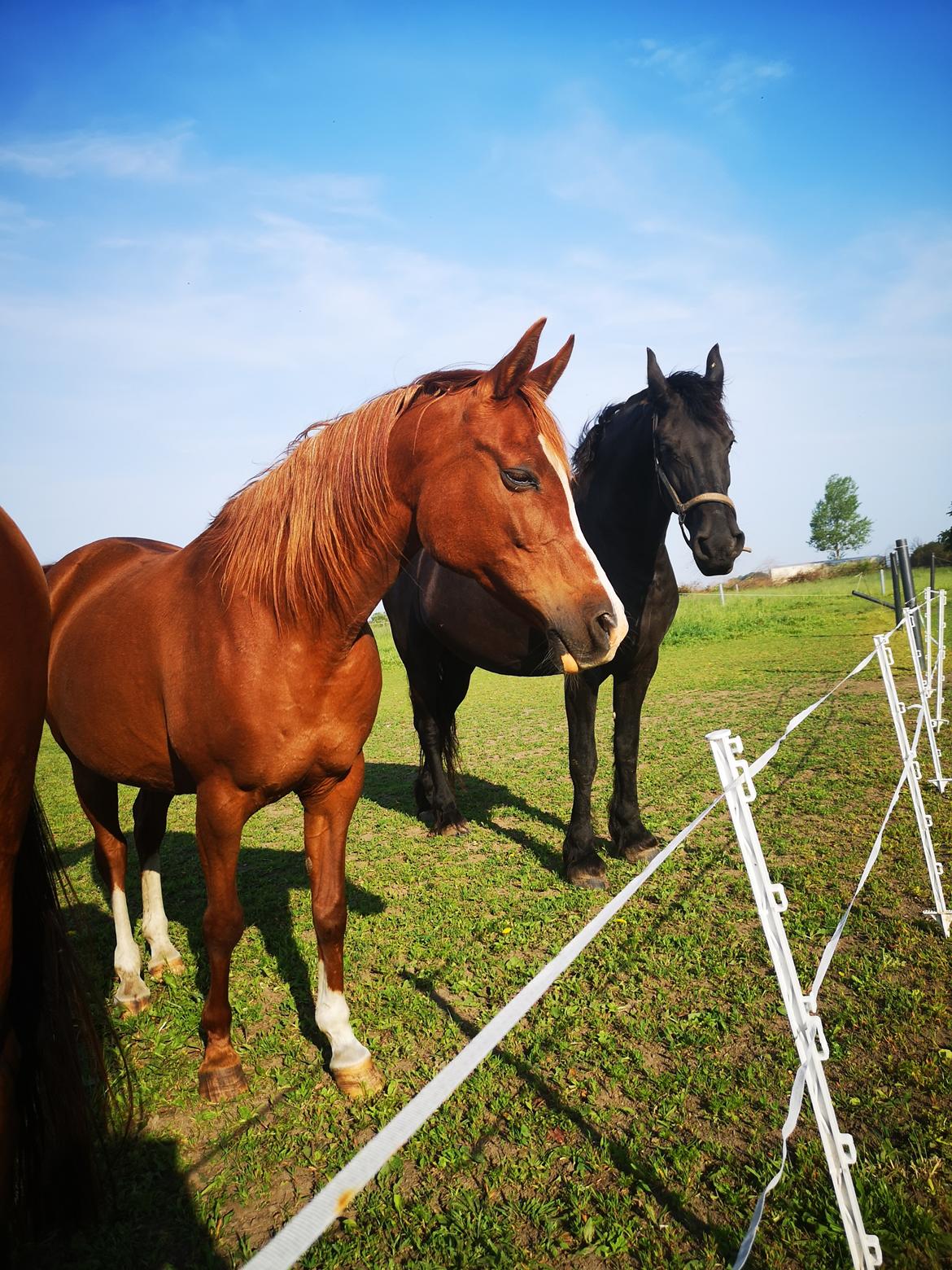 Arabisk fuldblod (OX) fadazi  død  billede 1