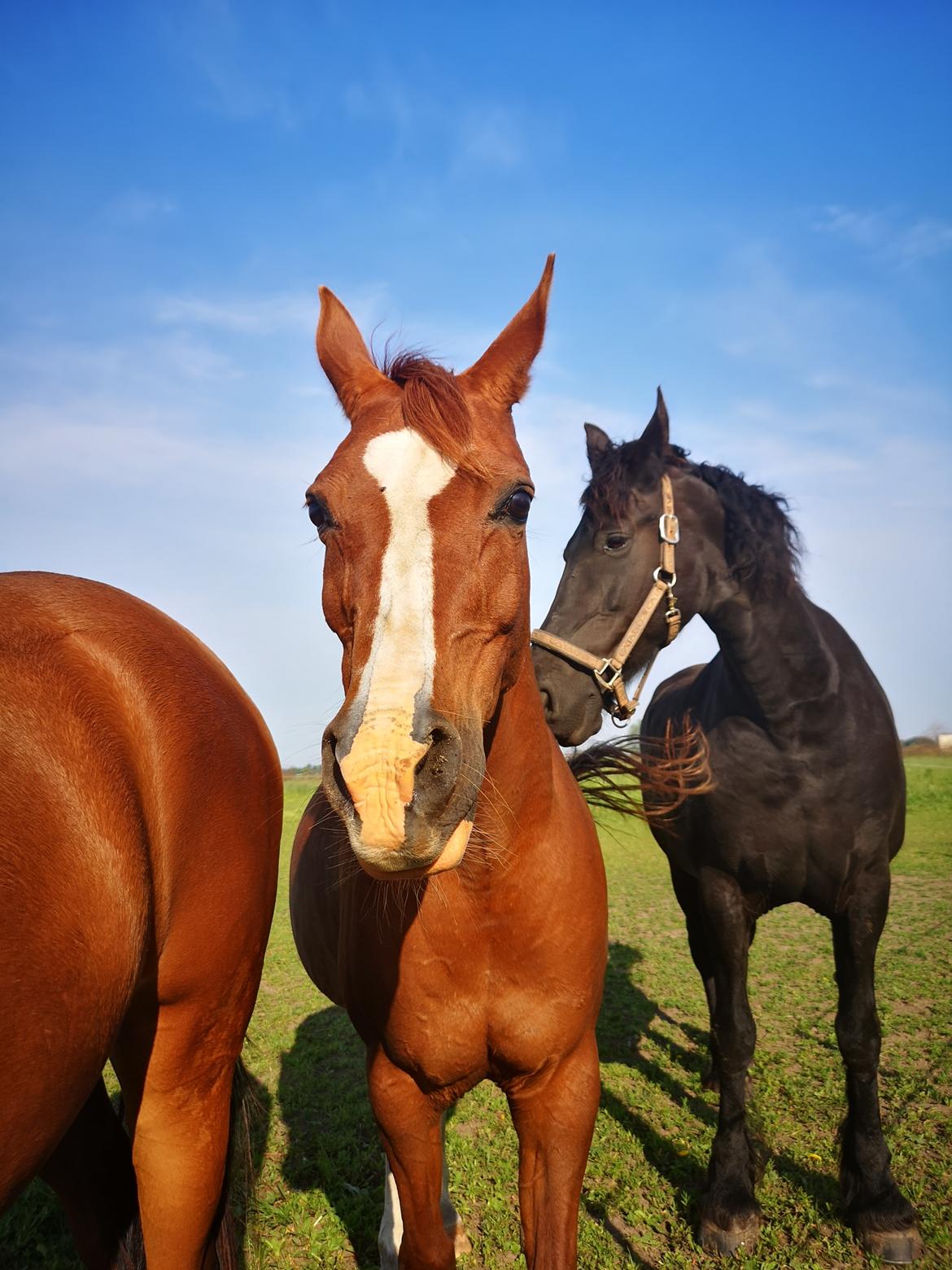 Arabisk fuldblod (OX) fadazi  død  billede 2
