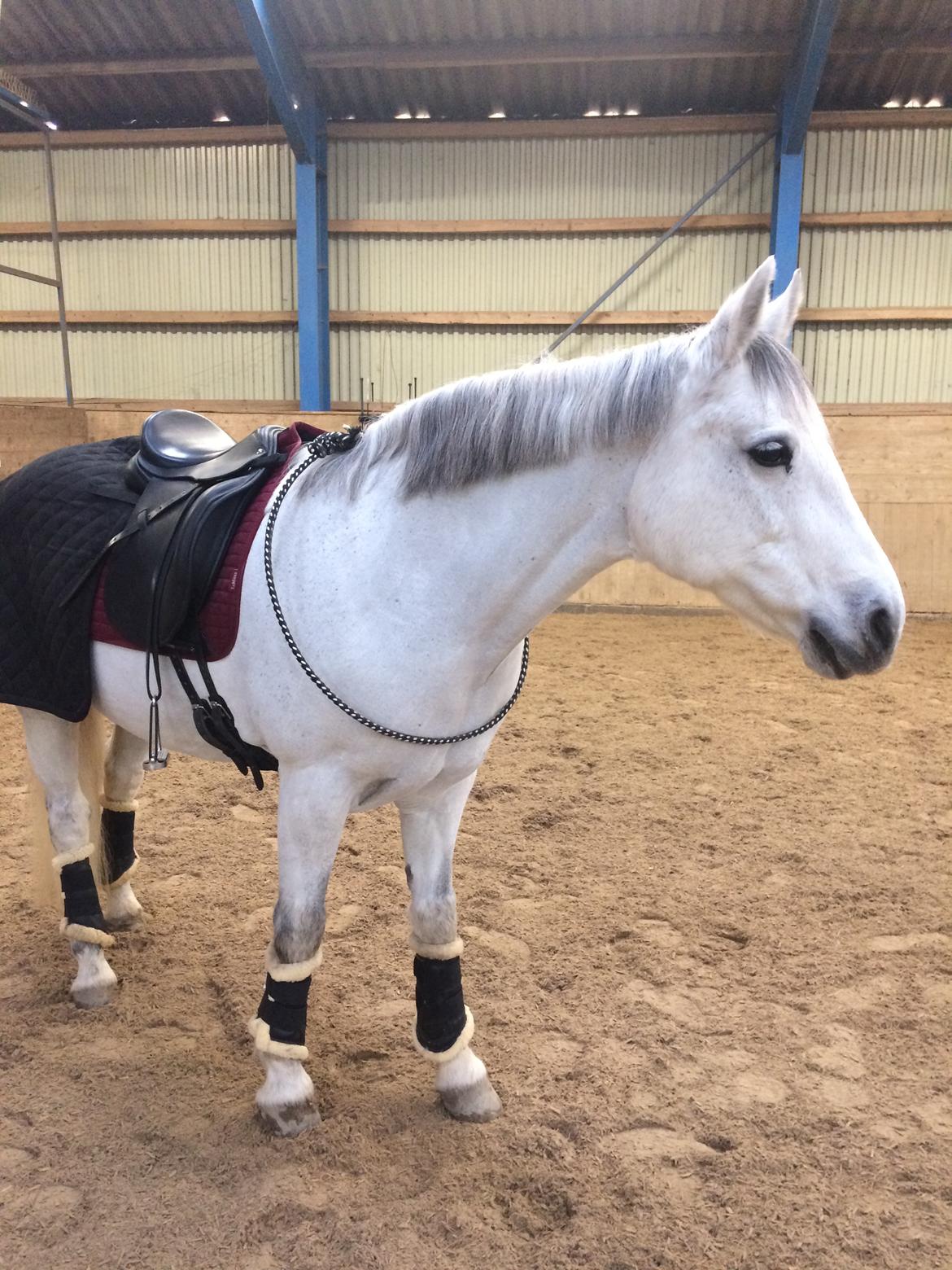 Connemara Hedegårdens Isabella billede 6