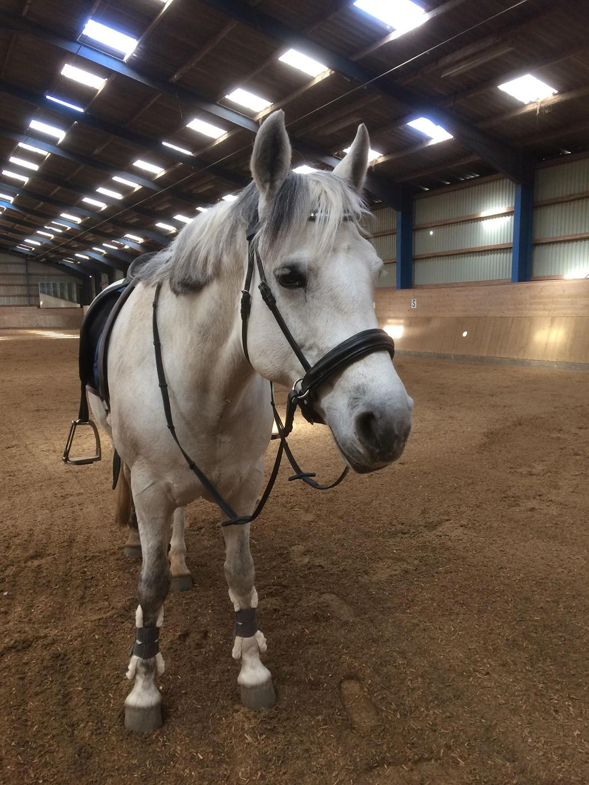 Connemara Hedegårdens Isabella billede 4